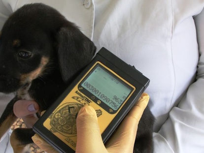 Aquisição de leitores de microchip para o Bem-Estar Animal é solicitada em documento