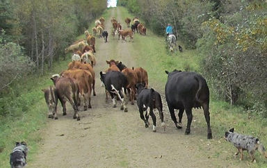Cow drive