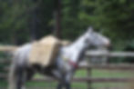 Gray Paint mare