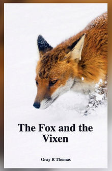 Fox in the snow
