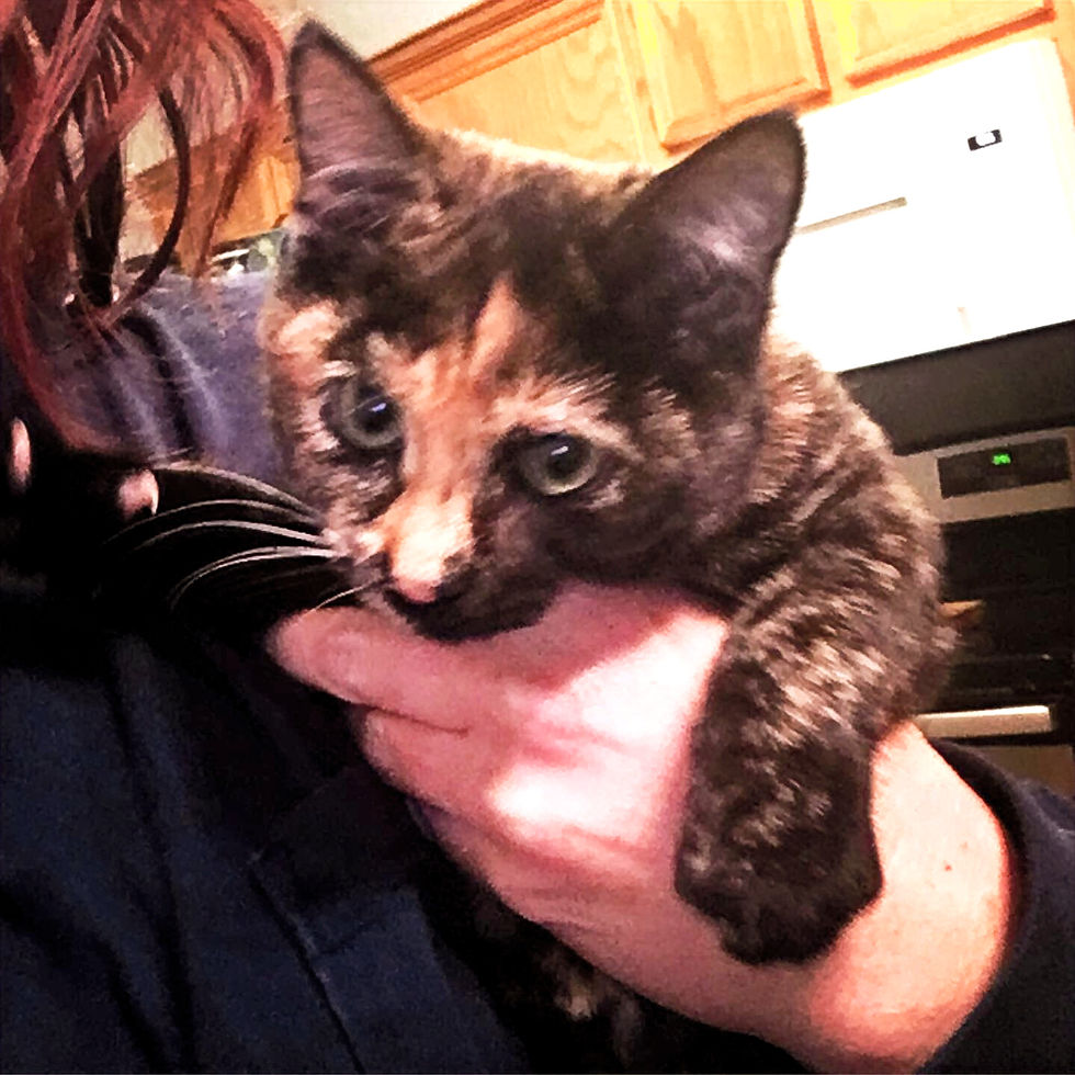 More to love with Murder Mittens