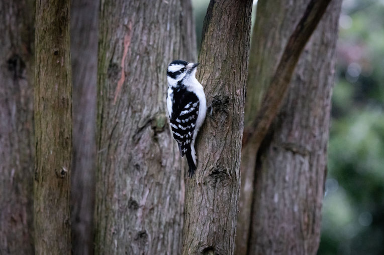 20220319-11006848 high park birding .jpg