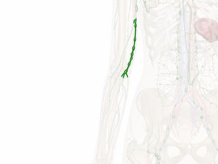 Nós Cubitais (gânglios cubitais ou gânglios epitrocleares)