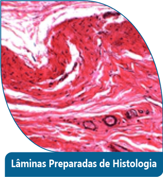 Lâminas Preparadas de Histologia
