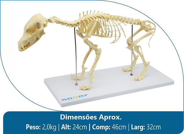 SD-9100 - Esqueleto de Cachorro de Porte Pequeno (Resina Plástica).png