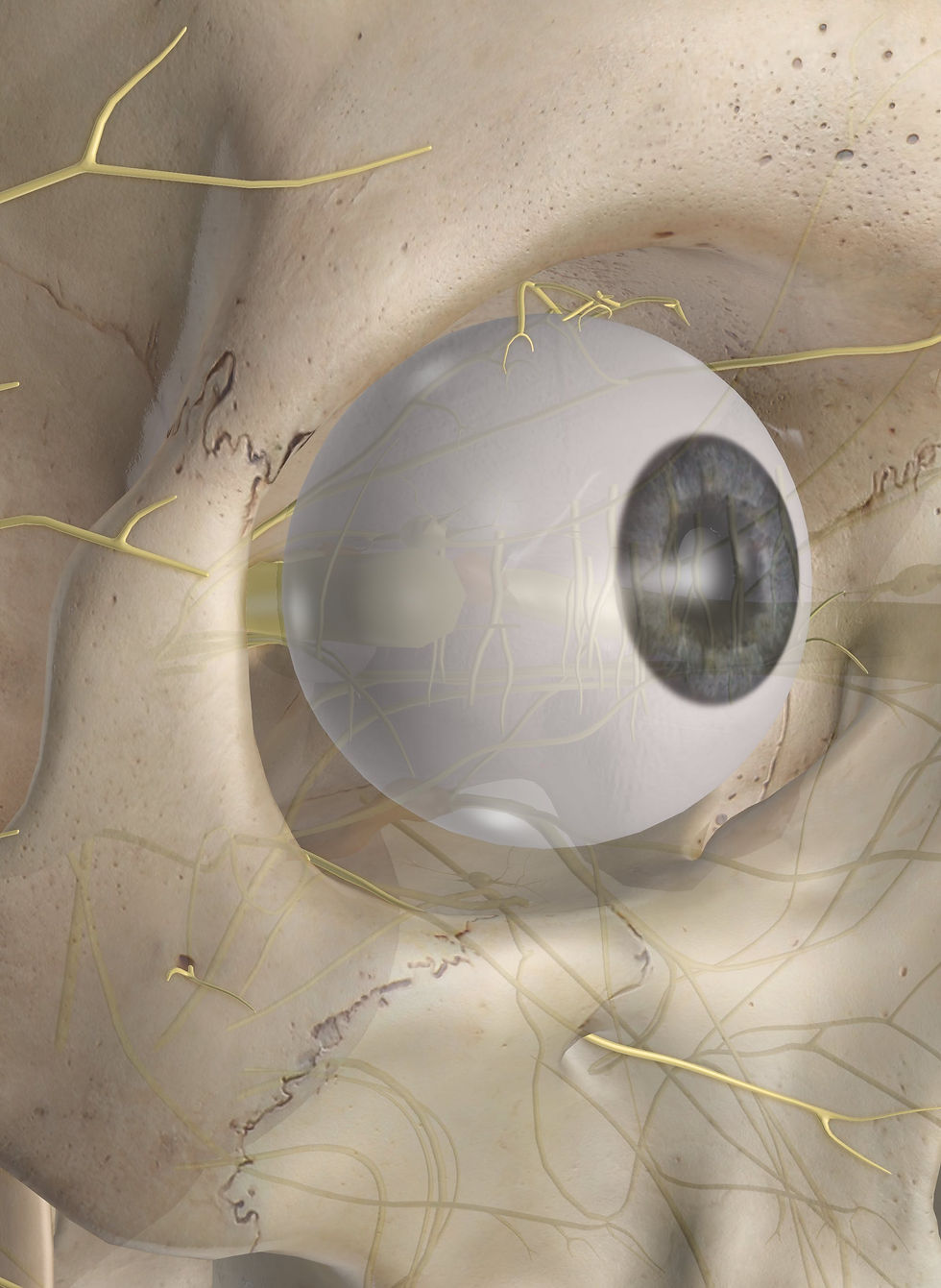 Olhos e Visão