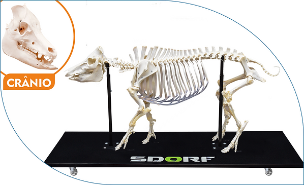 Esqueleto de Porco Doméstico (Sus Scrofa Domesticus)