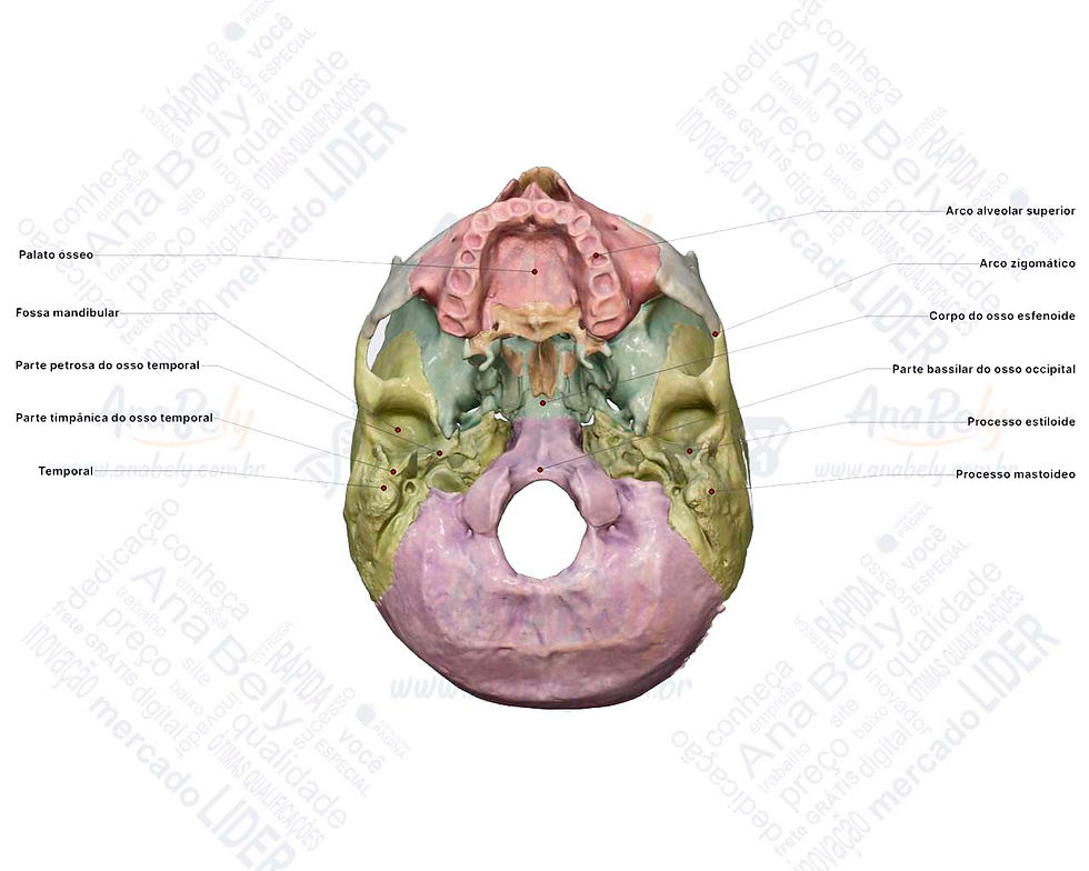 Base craniana externa