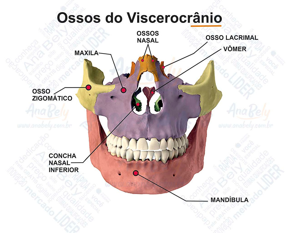 Viscerocrânio