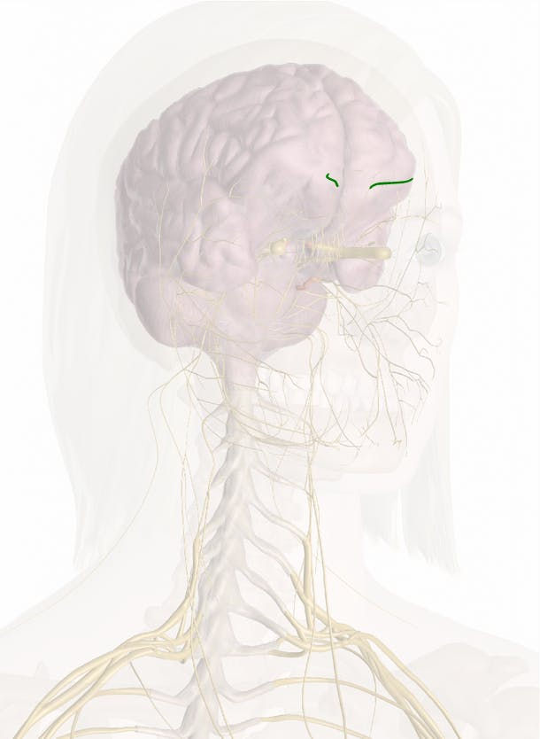 Nervo Etmoidal Anterior