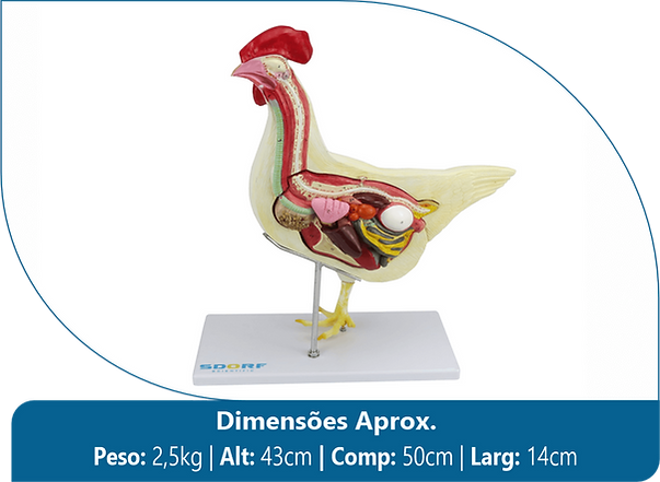 Anatomia da Galinha em 6 Partes - sd-9300.png