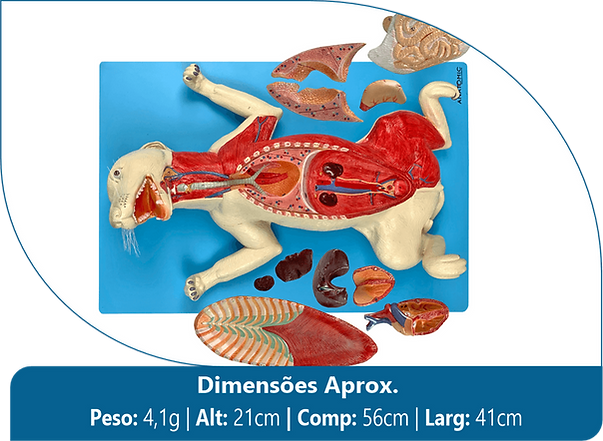 TZJ-0601-OP - Anatomia do Cachorro, em Placa.png