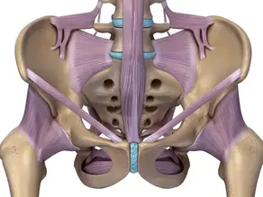 Ligamentos Da Pelve