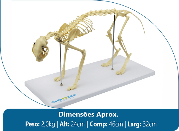 sd-9200 - Esqueleto de Gato (Resina Plástica).png