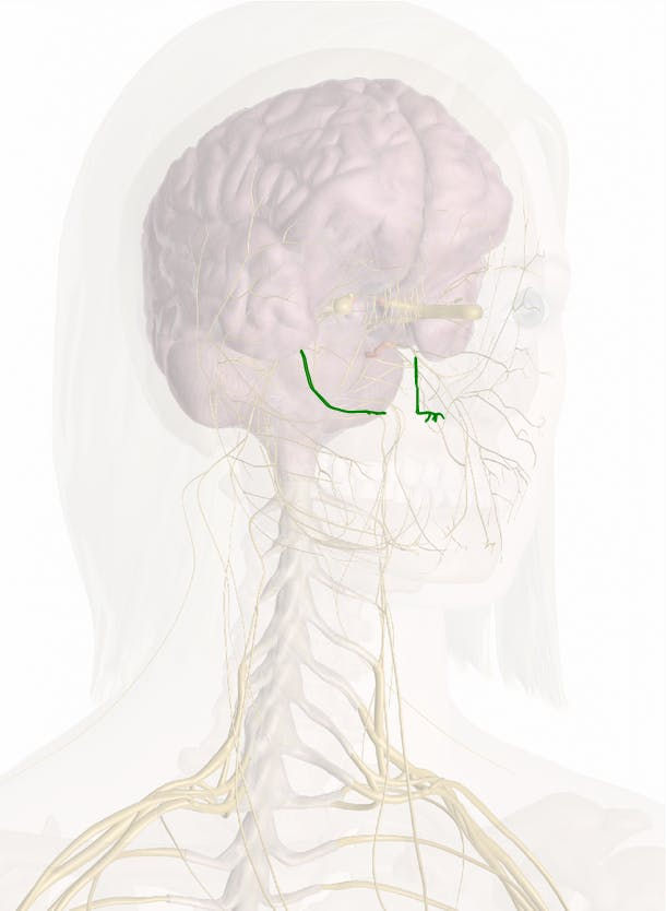 Ramo Alveolar Superior do Nervo Infraorbital