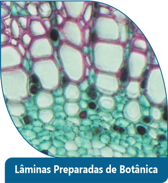Lâminas Preparadas de Botânica