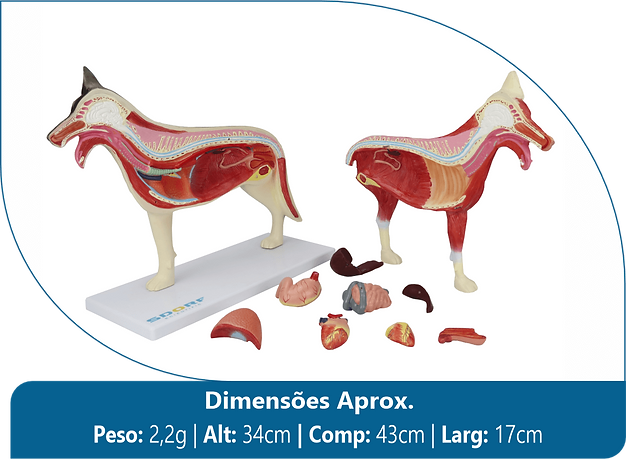 Anatomia do Cachorro em 10 Partes - SD-9400.png
