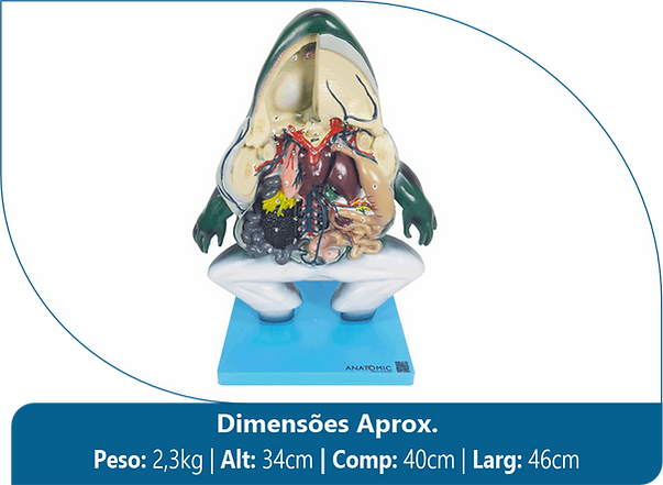 Anatomia do Sapo em Corte Coronal, em Resina - tgs-0605.png