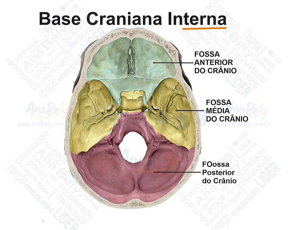 Base craniana interna e fossas cranianas