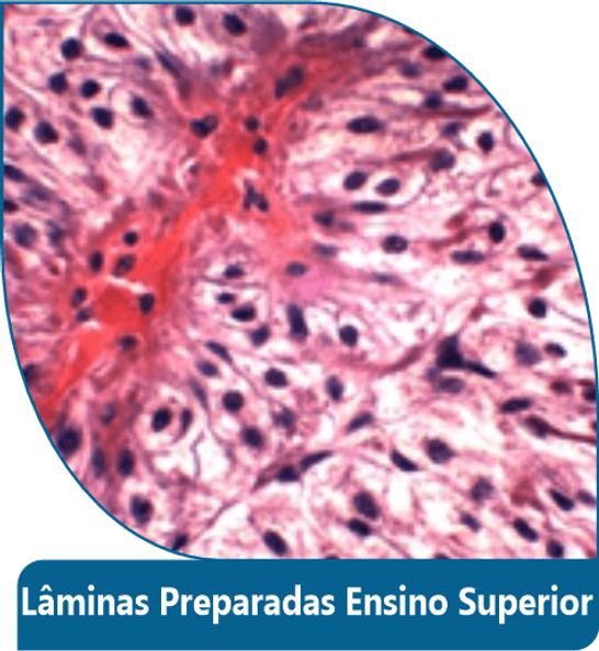 Lâminas Preparadas Ensino Superior