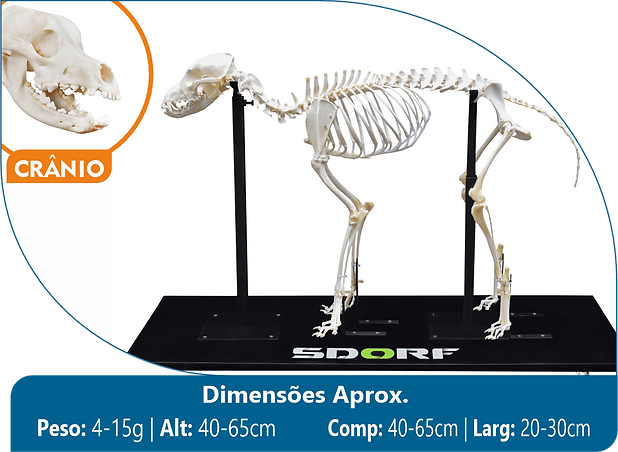 Esqueleto de Cachorro (Canis Lupus Familiaris) (1).png