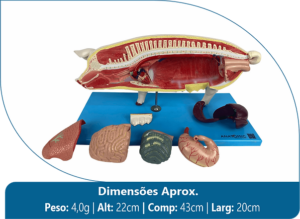 Anatomia do Porco.png