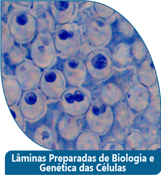 Lâminas Preparadas de Biologia e Genética das Células