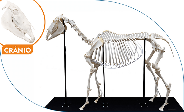 Esqueleto de Cavalo (Equus Ferus Caballus).png