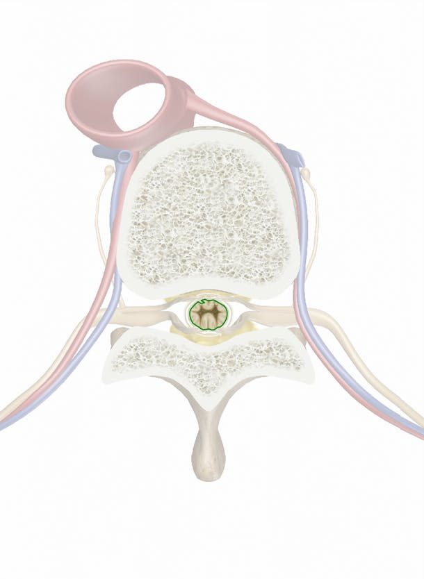 Medula Espinhal