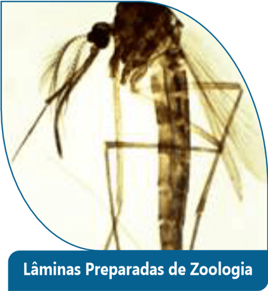 Lâminas Preparadas de Zoologia