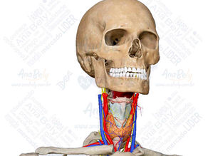 Glândula Tireoide (Visão Geral)