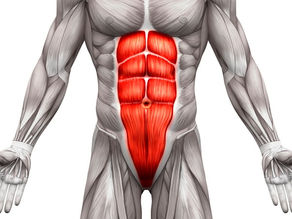 Abdômen Iniciante - Músculos Da Parede Abdominal Anterolateral