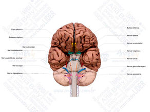 Nervos Cranianos (Visão Geral)