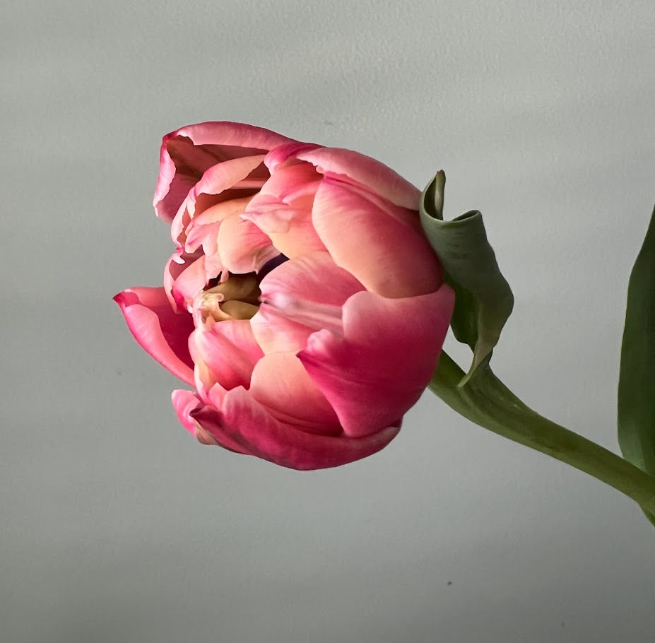 Thumbnail: Tulip Columbus (double), stem