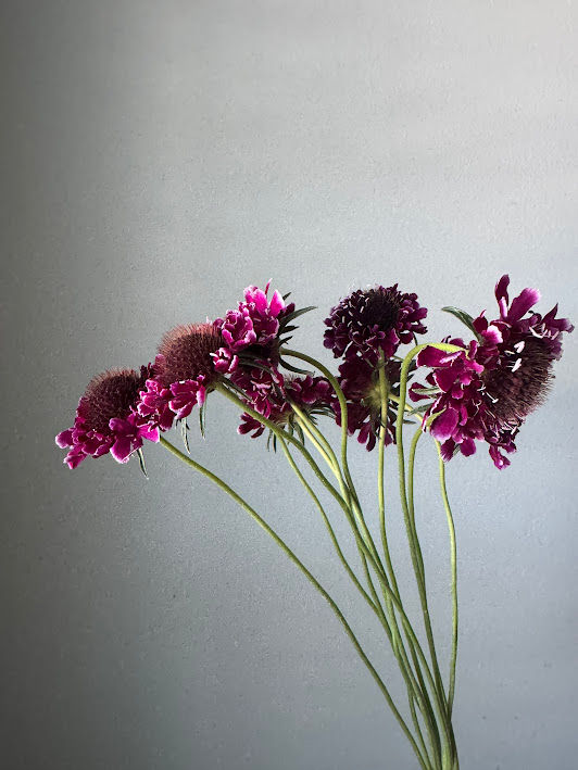 Thumbnail: Scabiosa, Magenta w27