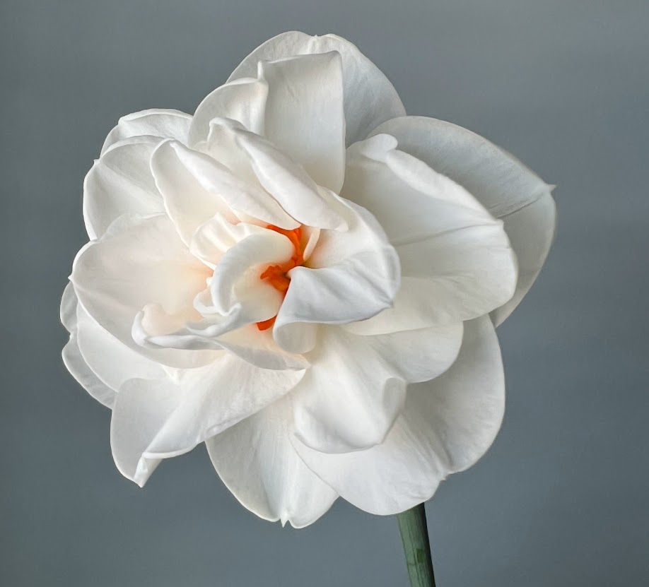 Thumbnail: Narcissus Acropolis w16