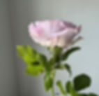 Thumbnail: Garden Rose, Silver Lining w23