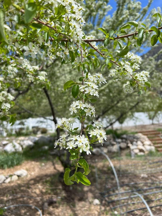 2024 Wholesale Flower Catalog Foothill Farm Flowers Provo, Utah