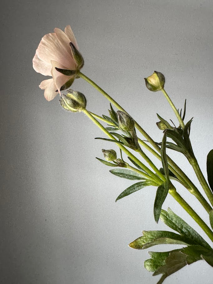 Thumbnail: Butterfly Ranunculus Keramos, stem