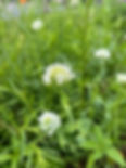 Thumbnail: Jupiters Beard, white, stem