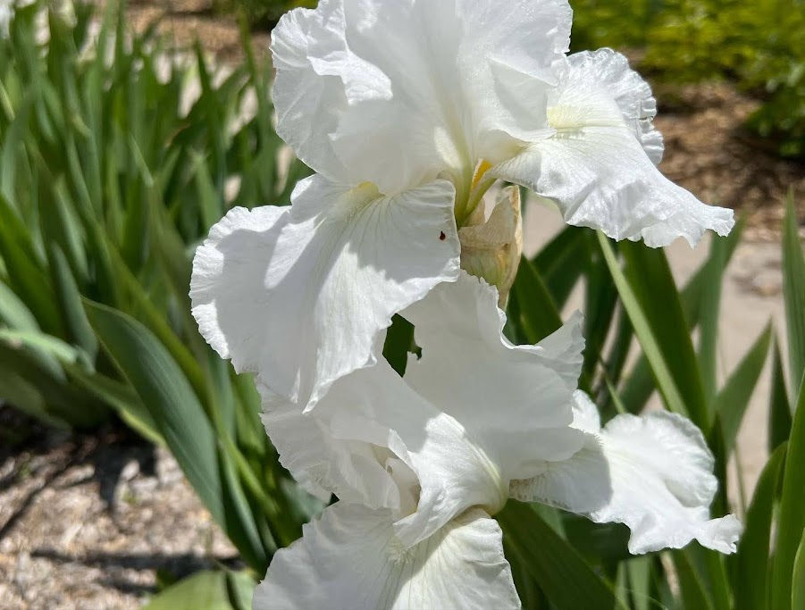 2024 Wholesale Flower Catalog Foothill Farm Flowers Provo, Utah