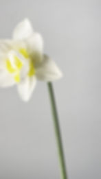 Thumbnail: Narcissus White Lion, stem