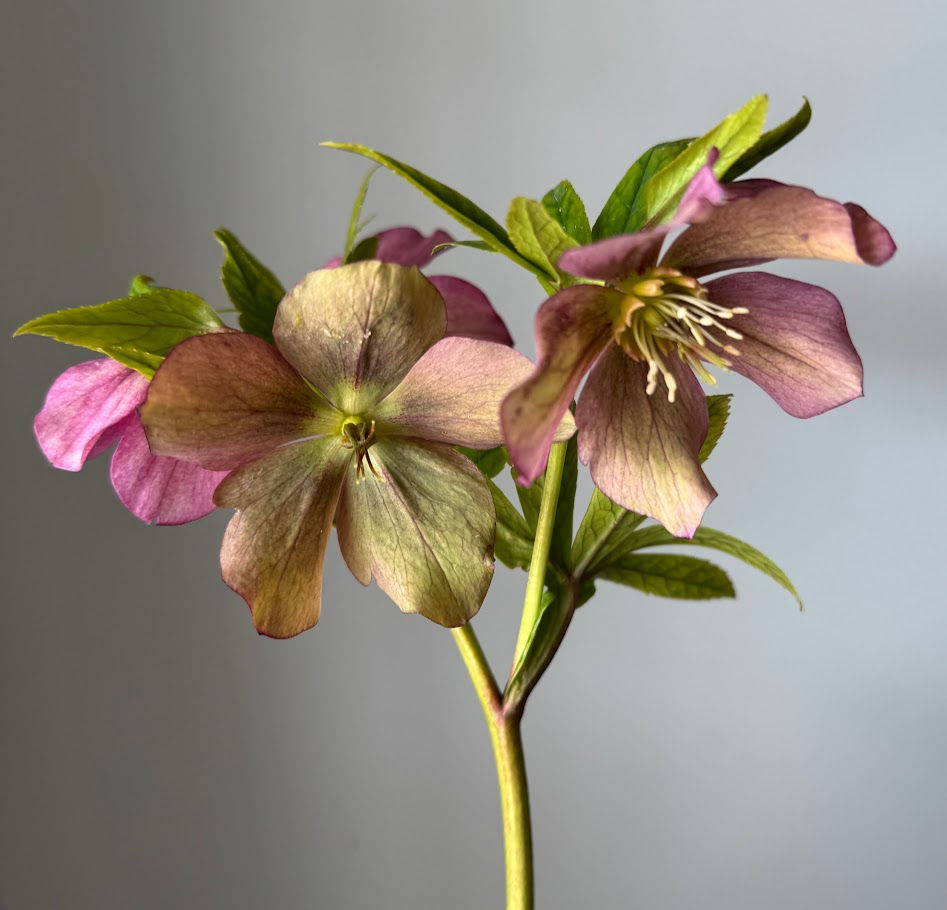 Thumbnail: Hellebores Mixed, stem