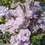 Thumbnail: Lisianthus  Megalo 3 Orchid