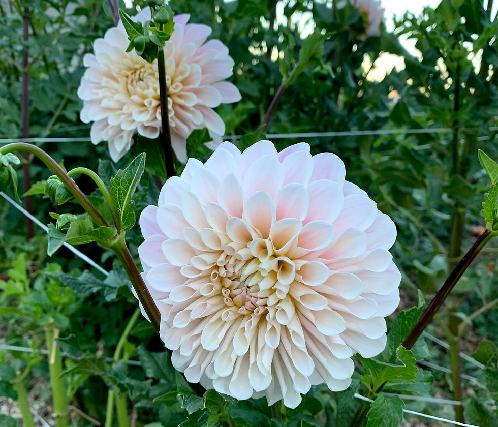 Thumbnail: Dahlia Sweet Nathalie, stem