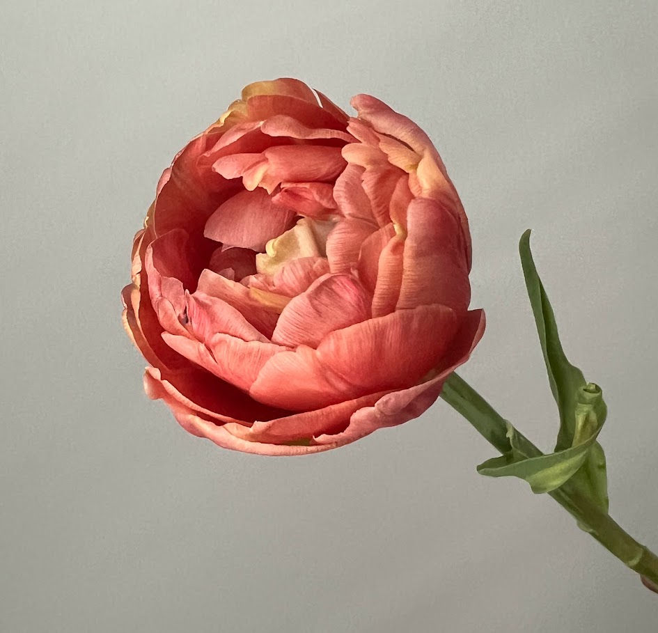 Thumbnail: Tulip Copper Image (double) w15