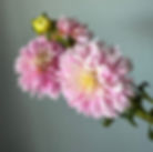 Thumbnail: Dahlia Chilson's Pride, stem