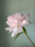 Thumbnail: Peony, Pecher w22