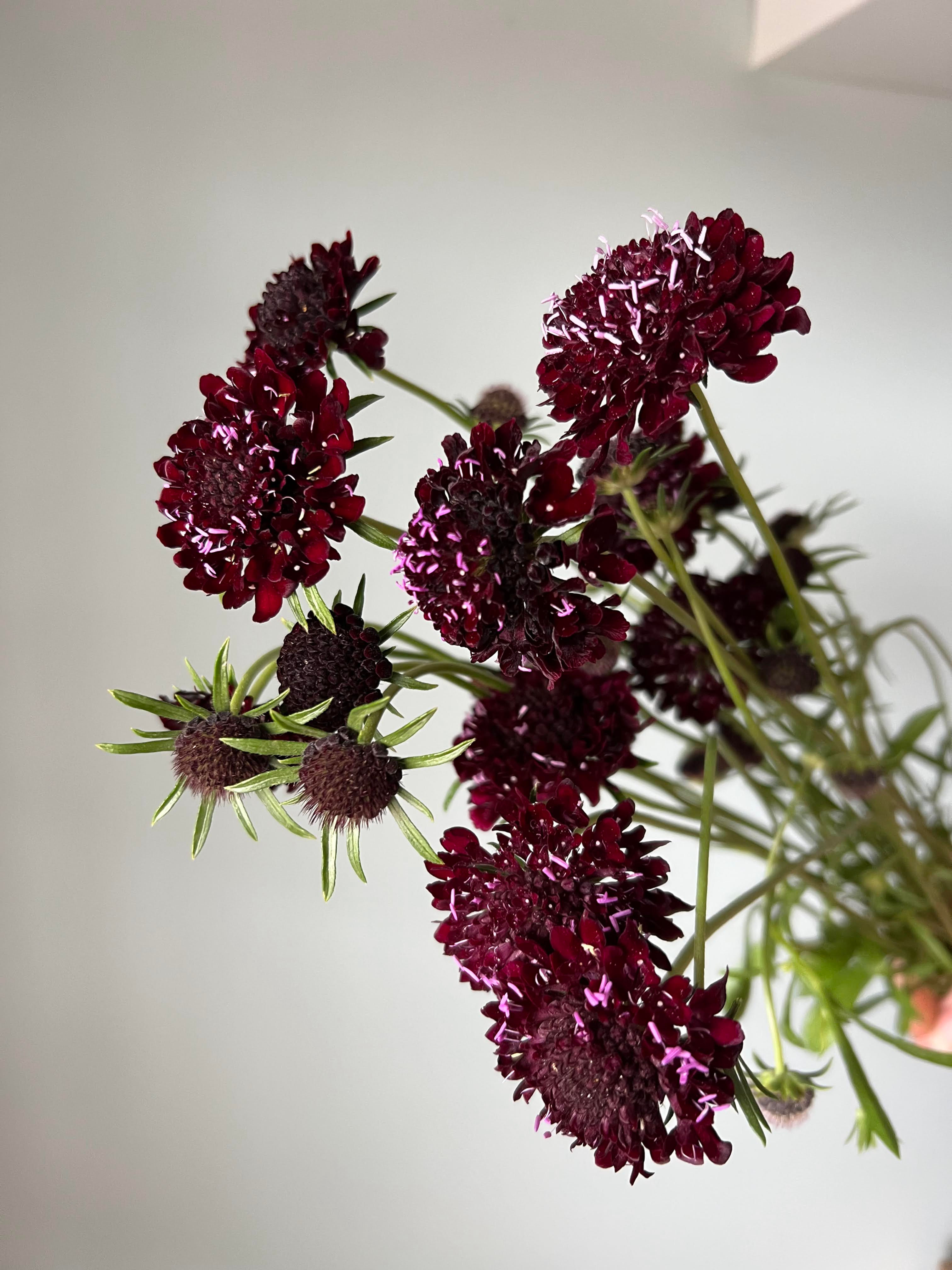 Scabiosa Black Knight w38