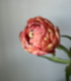 Thumbnail: Tulip Copper Image (double), stem